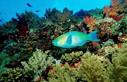 Green-cheeked parrotfish, Scarus prasiognathos, Egypt, Africa, Sinai, Sharm el Sheik, Red Sea,