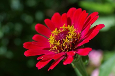 Red zinnia sideon in garden settting