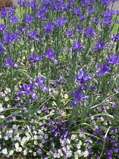 Purples irises and purple pansies in garden bed