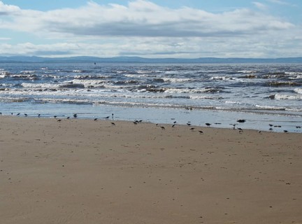 The beach at blundell sands in southport with a flock of sanderlings feeding on the shoreline