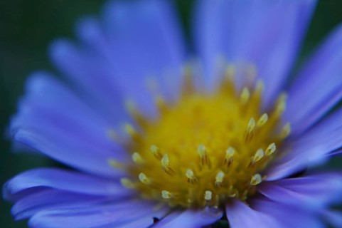 Closeup of blue dimorphotheca flower