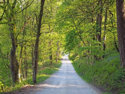A perspective view a narrow country lane running though bright sunlit spring woodland with a