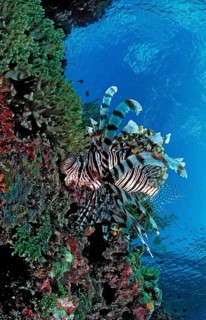 Common lionfish in coral reef, Pterois volitans, Indonesia, Wakatobi Dive Resort, Sulawesi, Indian