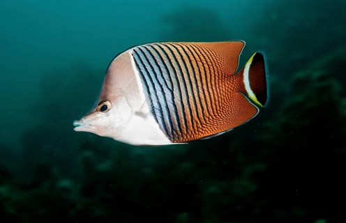 White-headed butterflyfish, Chaetodon mesoleucos, Djibouti, Djibouti, Africa, Afar Triangle, Gulf