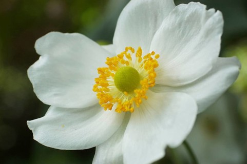 White Japanese anemone