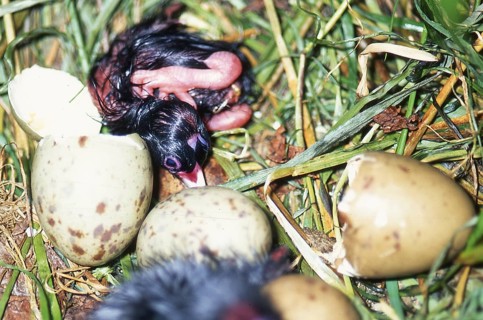 Eggs hatching in nest of the swamphen, Porphyrio porphyrio (Pukeko), West Coast, South Island, New