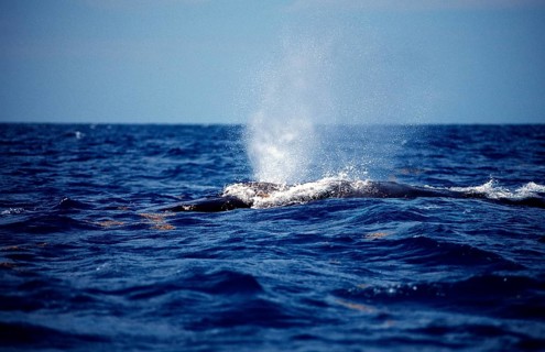 Humpback whale breathing at the surface, Megaptera novaeangliae, Silverbanks, Caribbean Sea,
