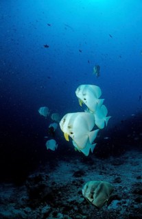 Longfin batfish, Platax teira, Maldives, Indian Ocean, Ari Atoll, Asia