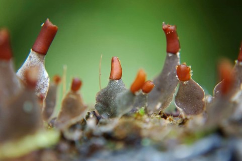 Fruiting bodies on a small lichen, West Coast, South Island, New Zealand, Oceania