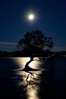 Night view of Wanaka tree and Lake Wanaka in moonlight, New Zealand, Oceania
