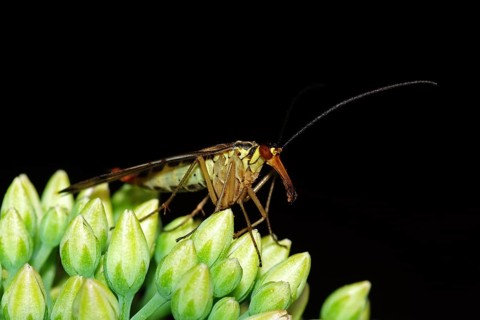Common scorpionfly