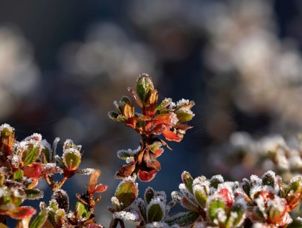 Azalea shrub in sunshine with heavy frost on red and gold foliage