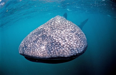 Whale shark, Rhincodon thypus, Djibouti, Djibouti, Africa, Afar Triangle, Gulf of Aden, Gulf of