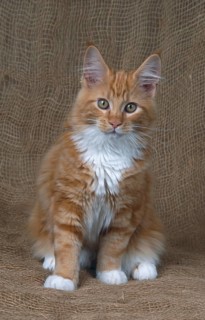 Maine Coon cat, male, 18 weeks, red classic tabby-white