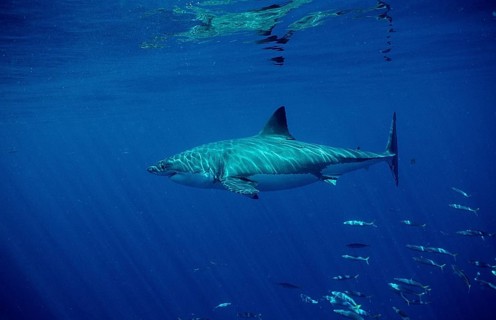 Great white shark, Carcharodon carcharias, Australia, Dangerous Reef, Neptune Island, Oceania