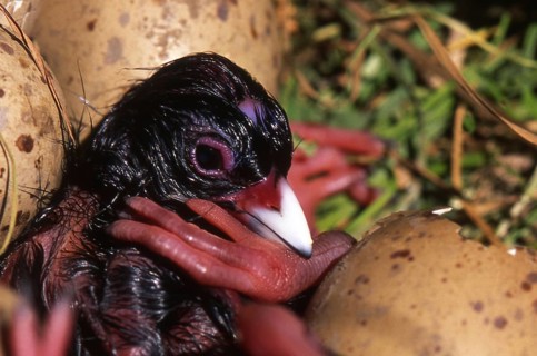 Eggs hatching in nest of the swamphen, Porphyrio porphyrio (Pukeko), West Coast, South Island, New