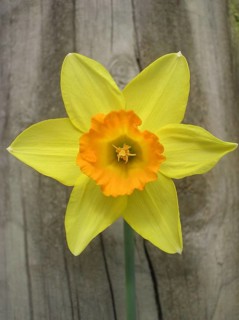 Yellow daffodil against fence post
