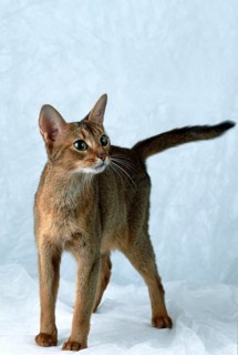 Abyssinian, cat, 2 years, wild coloured