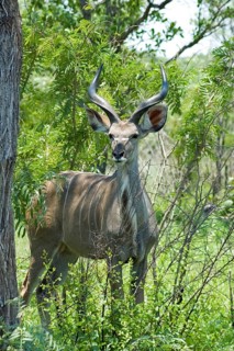 Kudu Antelope (Tragelaphus strepsiceros)