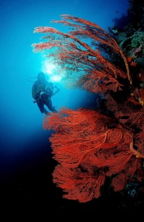 Diver and coral reef, Indonesia, Raja Ampat, Irian Jaya, West Papua, Indian Ocean, Asia