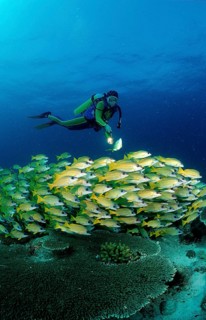Shoal of five-striped snappers and divers, Lutjanus quinquelineatus, Maldives, Indian Ocean, Ari