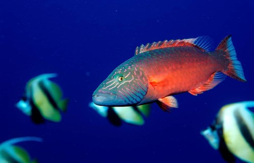 Cheek stripe wrasse, Oxycheilinus digrammus, Egypt, Sha'ab Tamara, Red Sea, Africa
