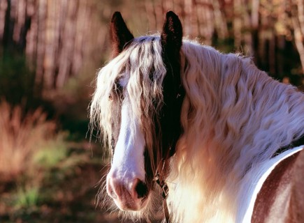 Tinker, gelding, 5 years old