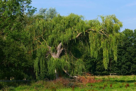 Babylon willow in a meadow
