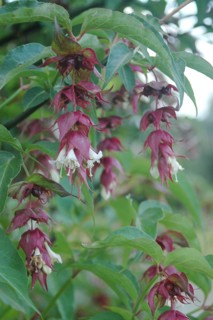 Flowers of the shrub Himalayan Honeysuckle, Leycesteria formosa