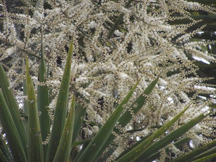 Flowers on Cabbage Tree, Cordyline australis, West Coast, South island, New Zealand, Oceania
