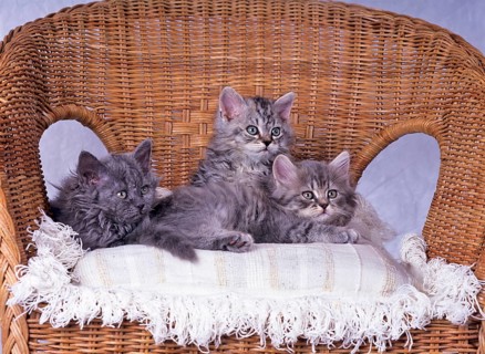 Selkirk Rex, Blue, blue-tabby, litter, nine weeks