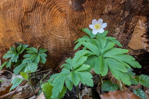 Anemone in the Harz Selke Valley Wood Anemone