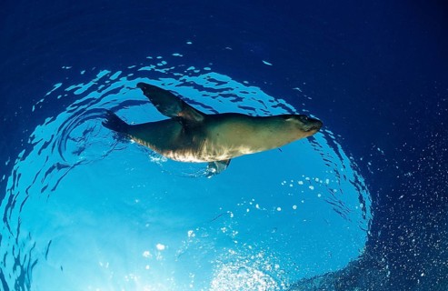California sea lion, Zalophus californianus, USA, California, Pacific Ocean, North America
