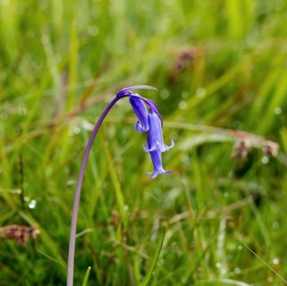Wild native Bluebell in Scottish countryside during Springtime