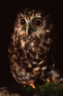 New Zealand native owl, the Morepork, Ninox novaeseelandiae