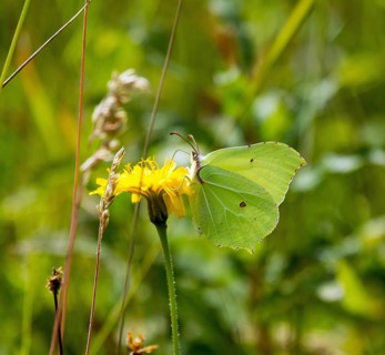 Brimstone Butterfly nectaring on flower, showing underwing