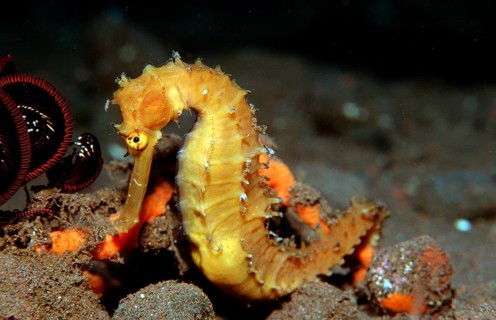 Spiny Seahorse, Hippocampus histrix, Bali, Indian Ocean, Indonesia, Asia