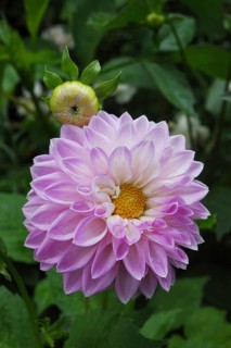 Mauve dahlia