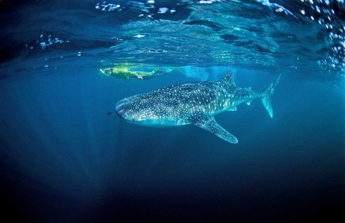 Whale shark and snorkeller, Rhincodon thypus, Djibouti, Djibouti, Africa, Afar Triangle, Gulf of