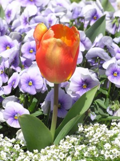 Orange tulip, Tulipa gesneriana, in garden setting