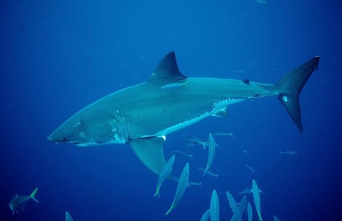 Great white shark, Carcharodon carcharias, Australia, Dangerous Reef, Neptune Island, Oceania