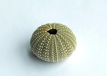 Sea Urchin shell, showing intricate pattern details
