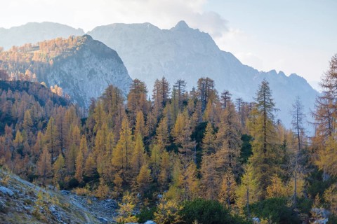 Alpine autumn landscape with yellow larch forest, near Kranjska Gora, Julian Alps, Slovenia, Europe