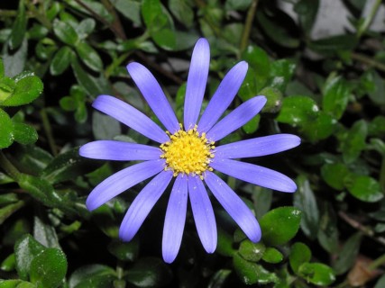 Blue daisy