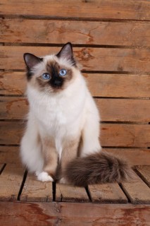 SACRED CAT OF BIRMA, SACRED CAT OF BIRMA, BIRMAN CAT, ADULT, SEAL-POINT, INTERESTEDLY