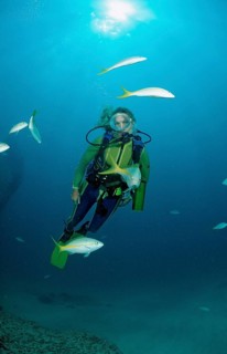 Yellowtail snapper and diver, Ocyurus chrysurus, Punta Cana, Caribbean Sea, Dominican Republic,