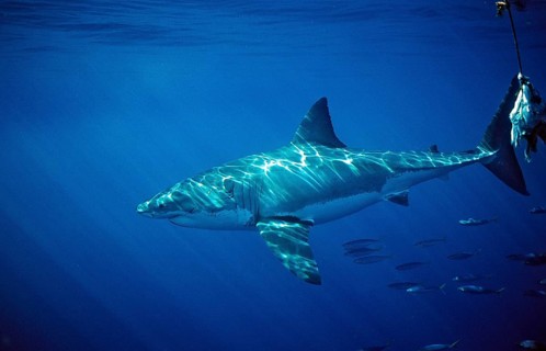 Great white shark, Carcharodon carcharias, South Africa, Dyer Island, Gansbaai, Atlantic Ocean,