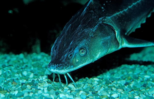 Waxdick, Russian sturgeon, sturgeon, Acipenser gueldenstaedti, Acipenser güldenstaedti, Romania,