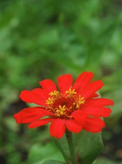 Red zinnia against green background