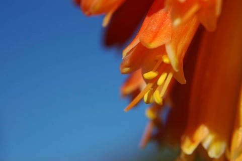 Close up of multi coloured flowers on a red hot poker